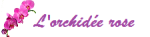 Logo L'Orchidée Rose
